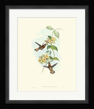 Framed Hummingbird Delight II Print