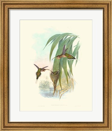 Framed Hummingbird Delight III Print