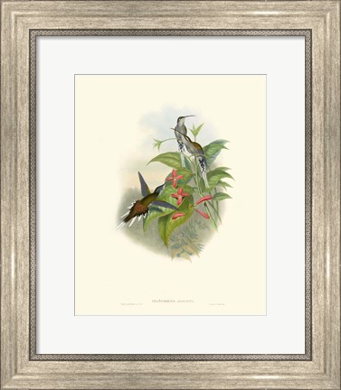 Framed Hummingbird Delight IV Print