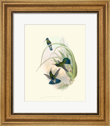Framed Hummingbird Delight VI Print