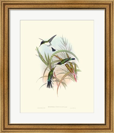 Framed Hummingbird Delight VII Print