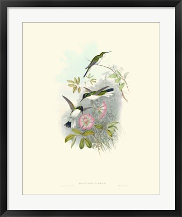Framed Hummingbird Delight VIII Print