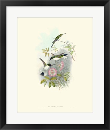 Framed Hummingbird Delight VIII Print