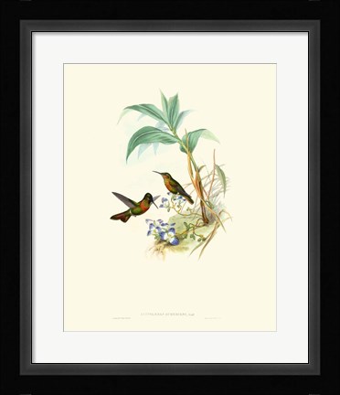 Framed Hummingbird Delight X Print