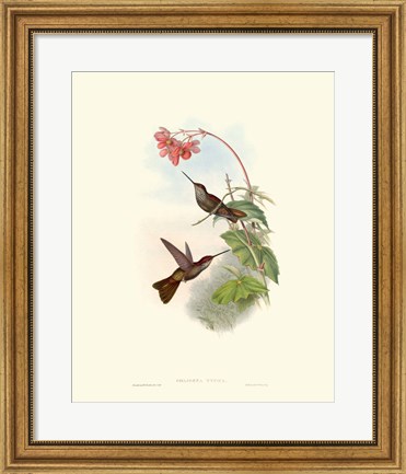 Framed Hummingbird Delight XI Print