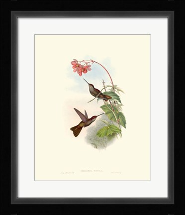 Framed Hummingbird Delight XI Print