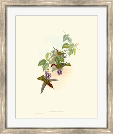 Framed Hummingbird Delight XII Print
