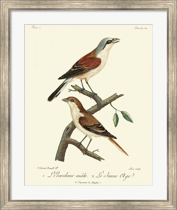 Framed Vintage French Birds I Print