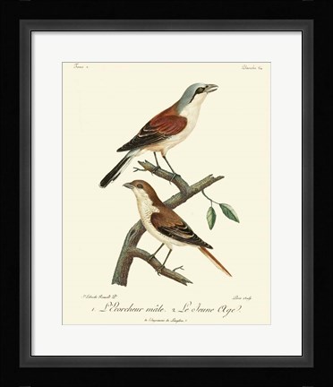 Framed Vintage French Birds I Print