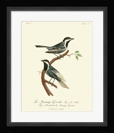 Framed Vintage French Birds III Print