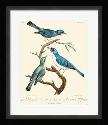 Framed Vintage French Birds IV Print