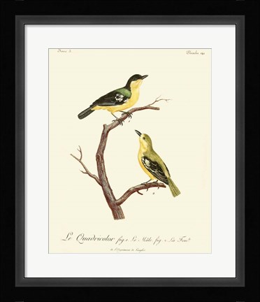 Framed Vintage French Birds V Print