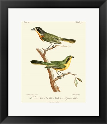 Framed Vintage French Birds VI Print
