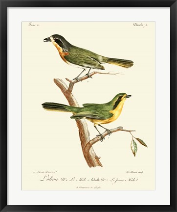 Framed Vintage French Birds VI Print