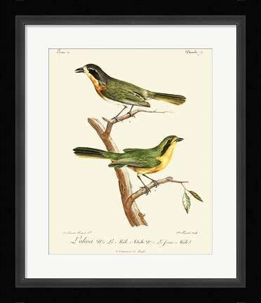 Framed Vintage French Birds VI Print