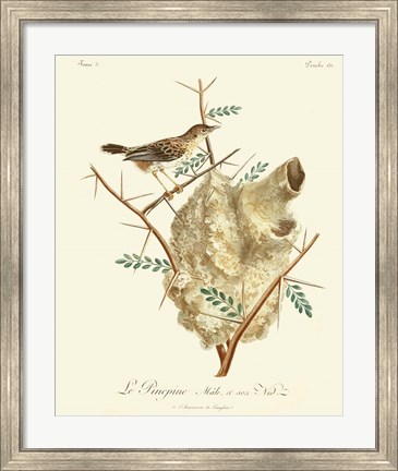 Framed Vintage French Birds VIII Print