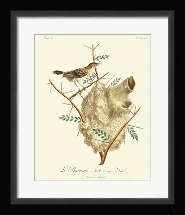 Framed Vintage French Birds VIII Print
