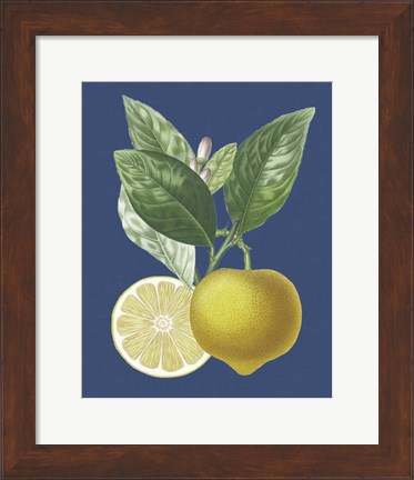 Framed French Lemon on Navy II Print