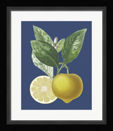 Framed French Lemon on Navy II Print