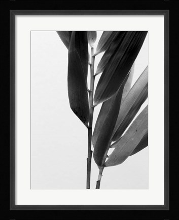 Framed B&amp;W Bamboo II Print