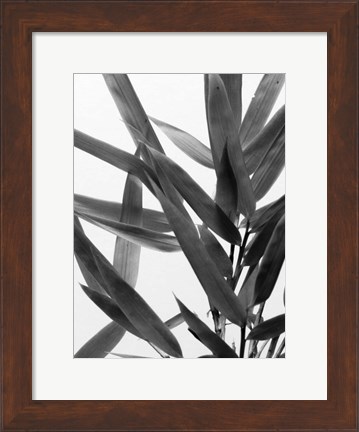 Framed B&amp;W Bamboo IV Print