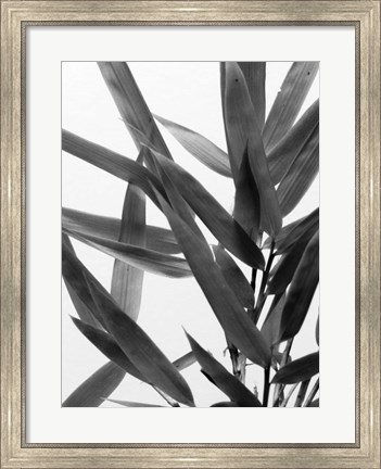 Framed B&amp;W Bamboo IV Print