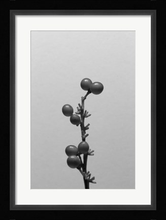 Framed Liriope I Print