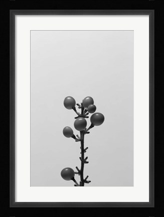 Framed Liriope II Print