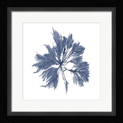 Framed Navy Seaweed I Print