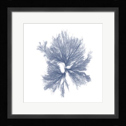Framed Navy Seaweed III Print