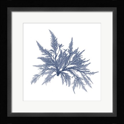 Framed Navy Seaweed V Print