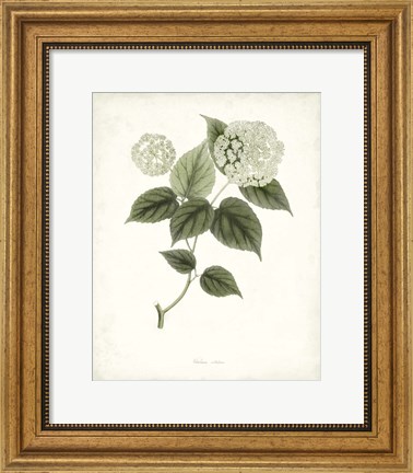 Framed Sage Botanical I Print