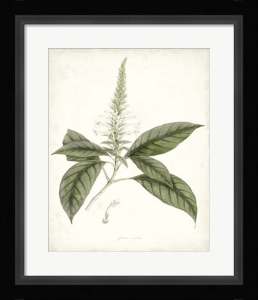 Framed Sage Botanical II Print