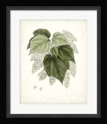 Framed Sage Botanical III Print