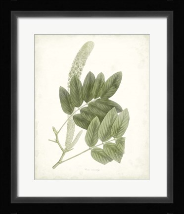 Framed Sage Botanical IV Print