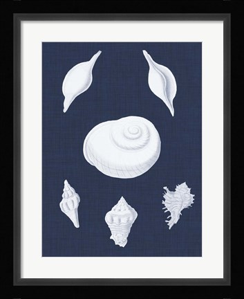 Framed Coquillages Blancs IV Print