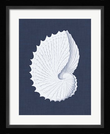 Framed Coquillages Blancs V Print