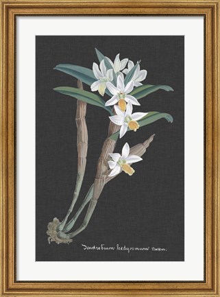 Framed Orchid on Slate I Print