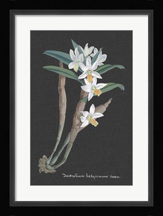 Framed Orchid on Slate I Print