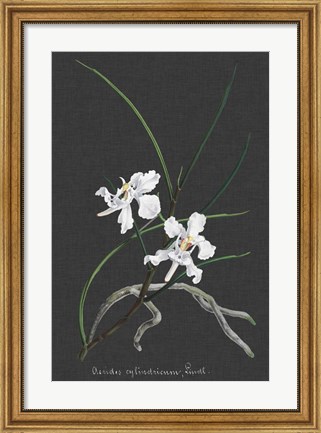 Framed Orchid on Slate II Print