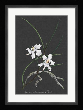 Framed Orchid on Slate II Print