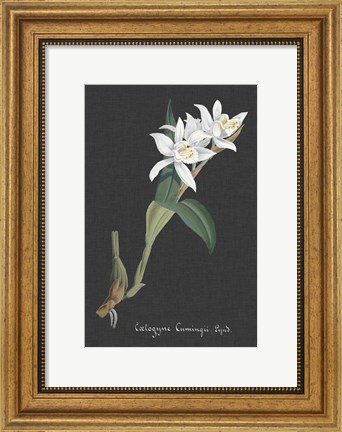 Framed Orchid on Slate III Print