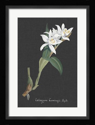 Framed Orchid on Slate III Print