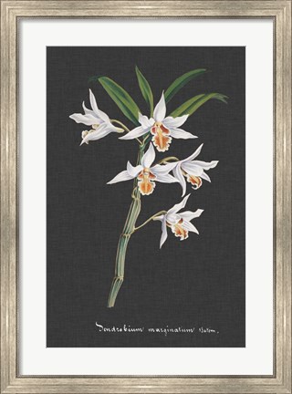 Framed Orchid on Slate IV Print
