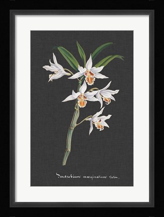 Framed Orchid on Slate IV Print