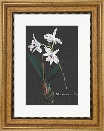 Framed Orchid on Slate V Print