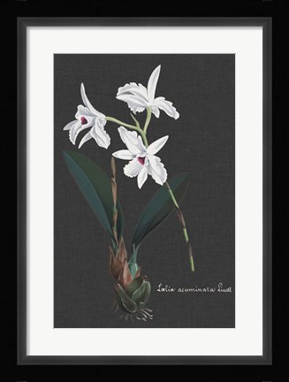 Framed Orchid on Slate V Print