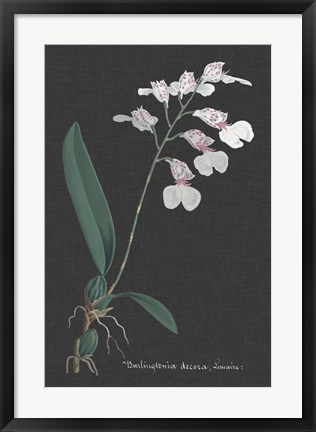 Framed Orchid on Slate VI Print