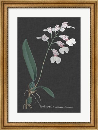 Framed Orchid on Slate VI Print