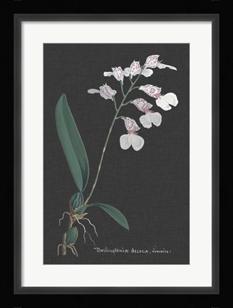 Framed Orchid on Slate VI Print